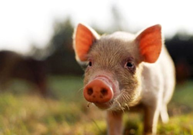Hayvanlar aleminde sadece domuzlar gneten yanabilir.
