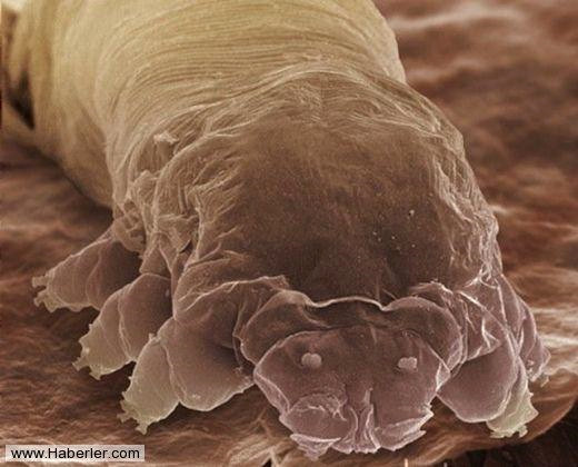Firmicutes ve  Bacteriodetes. �nsan ba��rsa��nda 500 ayr� t�rde, 100 milyar kadar bakteri vard�r. Bunlardan Firmicutes ve  Bacteriodetes ba��rsaklarda �nemli yeri olan iki t�r bakteridir. Karbonhidratlar� yakar ve K ile B12 gibi temel vitaminlerin olu�umunu sa�larlar.

