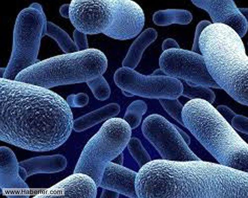 Staphylococcus. Derimiz yakla��k olarak bir trilyon bakteri bar�nd�r�r. En yayg�n olanlar� Streptococcus ve Corynebakterium