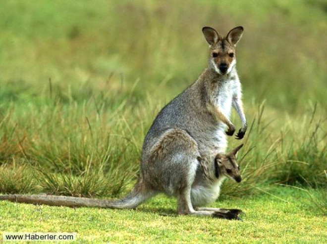 Avustralya, gney yarm krede yer alan bir ada lkesidir. Hint Okyanusu ve Byk Okyanus arasnda uzanr. Bu ktann en nemli zellii kanguru saysndaki fazlalktr. Fakat baka ilgin zellikleri de bulunur. te ilgin zellikleriyle Avustralya...
