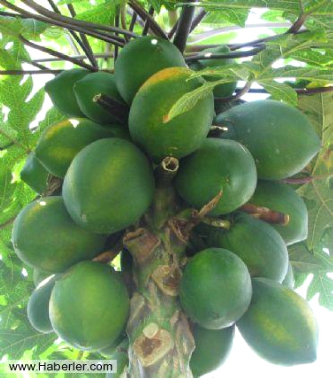 Egzotik bir meyve olan papayann iindeki sindirim sistemini dzene sokan enzimler kalp kaslarn korur, potasyum ise kalbi besler.
