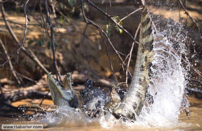 Suda sren mcadele srasnda jaguara yandan yakalanan timsah kuyruu ile kendini savundu.
