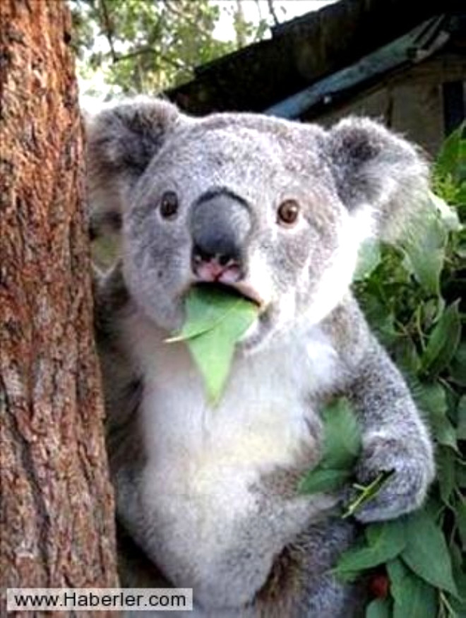 Koalalar esasen annelerinin kakasn yer.
