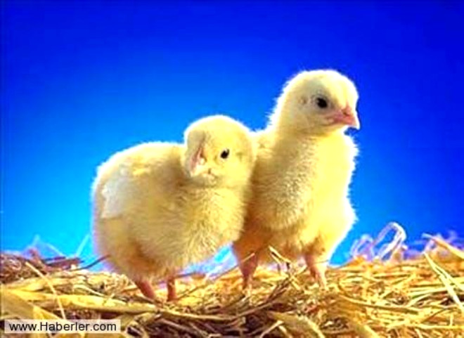 Erkek civcivler daha bebekken ldrlr, nk horozlar tavuklar kadar lezzetli deildir.
