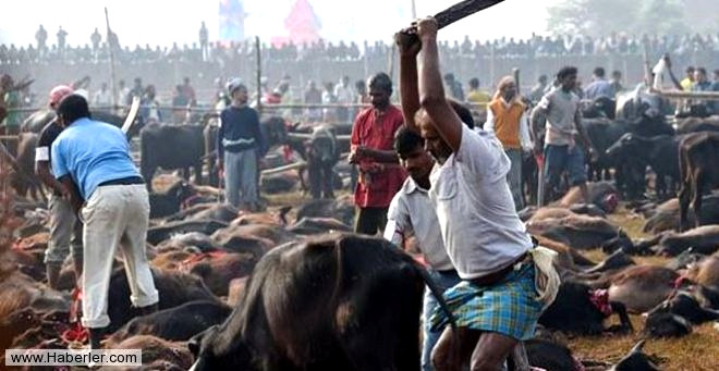 Tapnakta iki gn iinde 200 binden fazla bufalo, kei, koyun, tavuk, fare, domuz ve gvercin Hindu tanras Gadhimai onuruna kurban edilecek.
