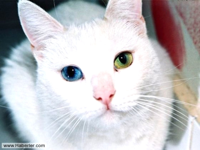 nc Gz Kapa: Eer bir kedinin gz krpmasn izlerseniz, beyaz bir zarn gz kapladn greceksiniz, buna nc gz kapa denir. Memelilerde olduka nadir grlmekle birlikte, kular, srngenler ve balklarda ortaktr.
