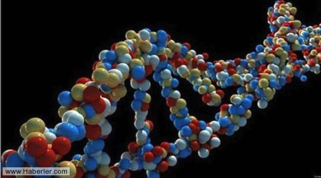 Hurda DNA: nsann genetik modelinde, bir zamanlar C vitaminini ilemeye yarayan enzimlerin retilmesinde kullanlan yaplar (L - gulonolactone oxidase) mevcuttur.
