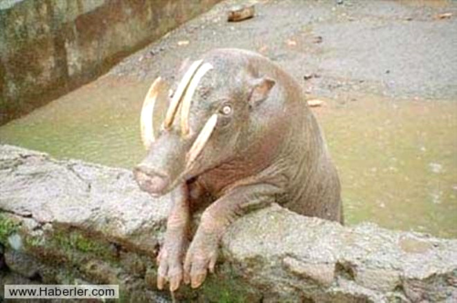 Geyik domuzu: Endonezya evresindeki adalar asll domuza benzer hayvanlardr. Babyrousa