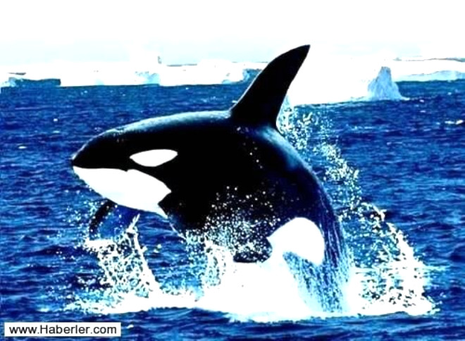 Hayvanlarn en by mavi balinadr. (Uzunluu 33 m., arl 190 t.)
