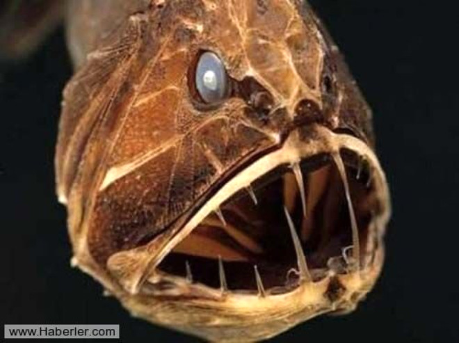 Fangtooth: Son derece rktc bir grnme sahip olan iri gzl fangfish