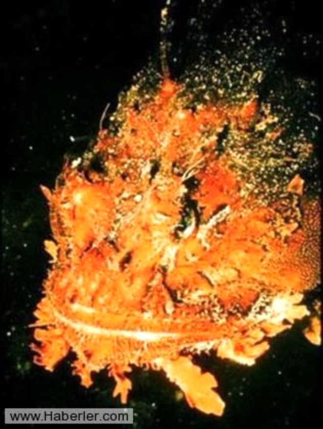 Scorpion fish (Akrep bal): Srt ksmnda fazla sayda dikenleri bulunan scorpion fish Avustralya