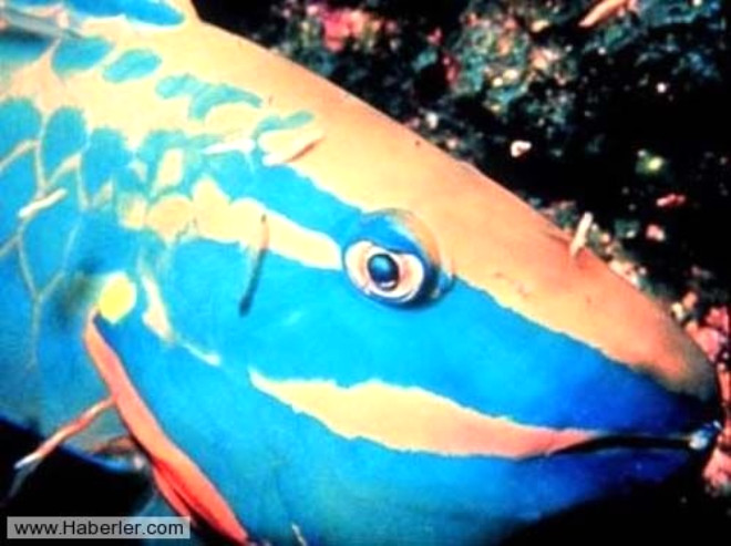 Parrotfish: Scaridae ailesinin sevimli yesi daha ok Kzl Deniz, Atlantic, Hindistan ve Pasifik Okyanusu