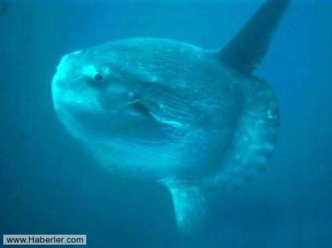 Ocean Sunfish : Derin sularn gvenilir bekisi ocean sunfish dnyann en kemikli bal olarak biliniyor.
