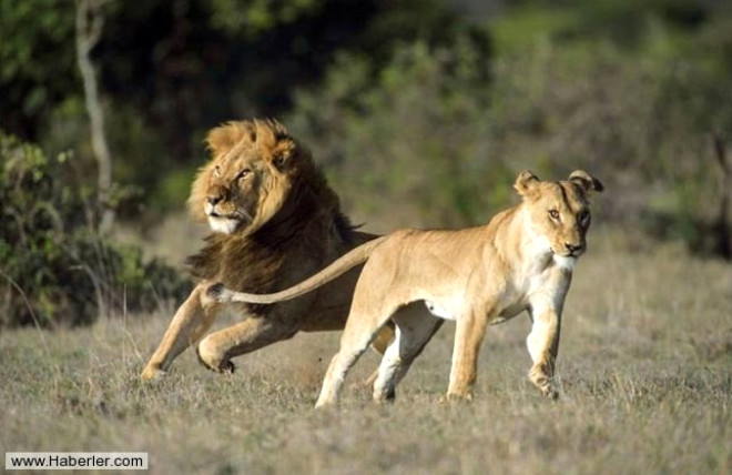 Srnn diilerine el koymak isteyen bir erkek aslan, srnn liderine meydan okuyunca ortalk kart.
