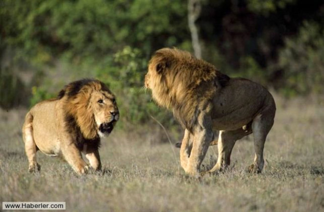 Vahi yaam fotorafs Margot Raggett, iki erkek aslann kavga ann grntledi.
