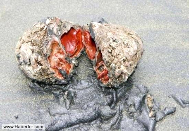 PYURA CHILENSIS / Pyura Chilensis olarak bilinen ve dier ad yaayan kaya olan bu canl ili ve Peru kylarnda grlyor.
