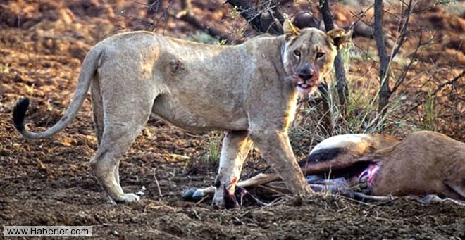 Aslan o anlarda �evreden gelebilecek tehkilere kar�� s�k s�k etraf� kontrol etmeye ba�lad�.
