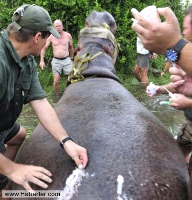 Doktorlar uzun uralarn ardndan, 2 tonluk hipopotamn dilinin altnda antibiyotik vurmay baard.
