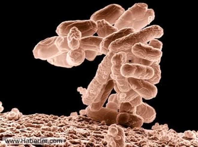 43. Laboratuvar ortamnda, iki ekstra baz iftini DNA ierisinde bir araya getirerek bakteri retmek artk mmkn.
