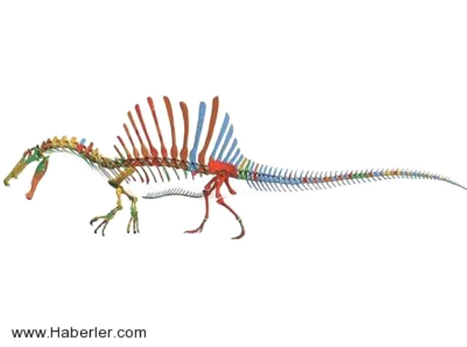 32. Yzd bilinen ilk dinozor 15 metre uzunluundayd ve suyun altnda daha rahat gezebilmek iin kendi kemiklerini arlatrabiliyordu.
