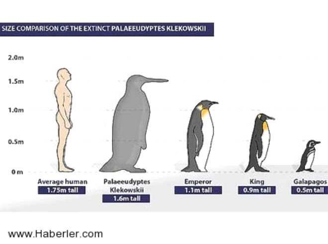 42. Bundan 40 milyon yl nce, insan byklnde penguenler yaamt.
