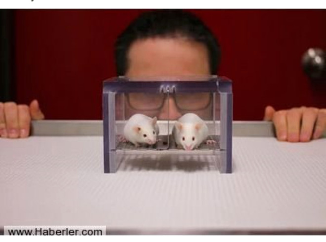 16. Erkekler farelerle olan etkileimlerinden dolay ar strese girebiliyor. / Fareler zerinde alan erkek bilim insanlarnn vay haline!
