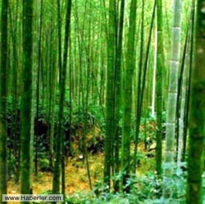 
Dnyann en hzl byyen bitkisi bambu, bir gnde 90 cm kadar uzuyor



 

