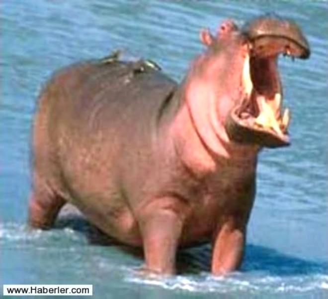 Bir hipopotam azn aarsa 120 cm. boyunda bir insan onun iine rahata sabilir.
