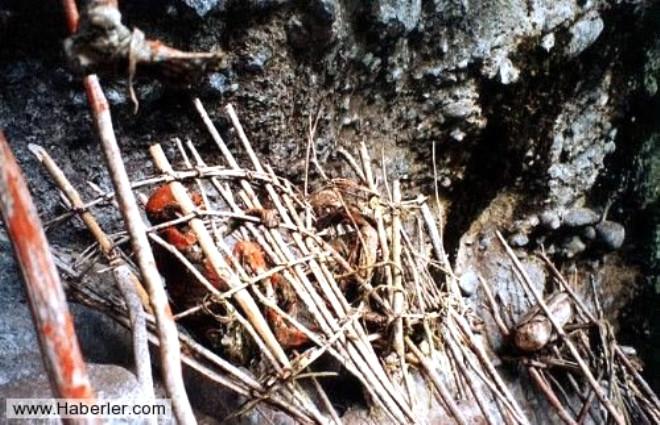 Kyller len yaknlarnn cesetlerini gmmek yerine kyn dalk blgelerinde bambu kafeslerin iinde saklamaya devam ediyorlar.
