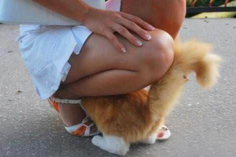 R�ntgenci kedi
