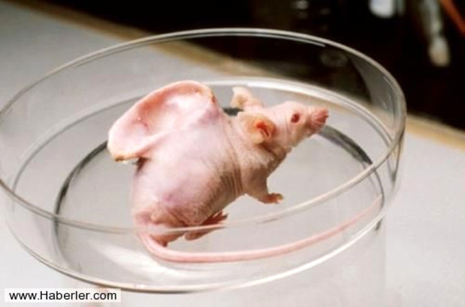 Yedek para" retimi iin hayvanlar alemi!

 

Neden yapld: Organ naklini kolaylatracak hammadde retimi.

 

Sonu: Testler baarl uygulama yapld m bilinmiyor.

 

1995 ylnda Massachusetts niversitesinde Dr. Charlers Vacanti nclnde balayan almalarda, gelecek yllarda insanlara organ nakli iin hayvanlarn daha etkin ekilde kullanlabilecei genetik deneyler yapld. Sonular artcyd. Biraz insan DNA