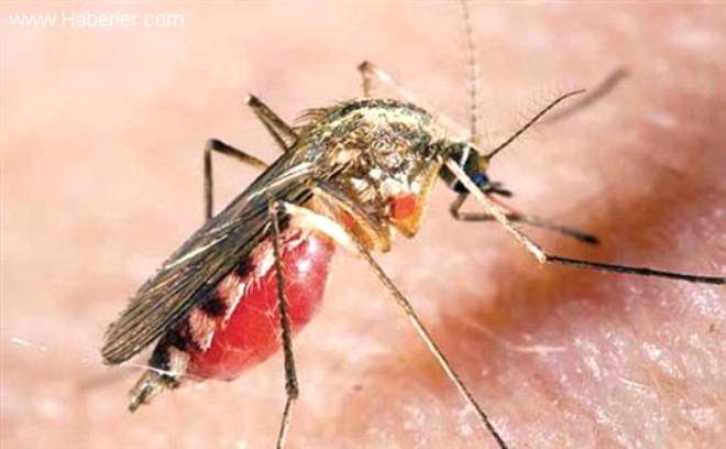 Sivrisinekler hakknda bilmediiniz gerekler:Sivrisinekler neden baz insanlar daha fazla srr?
