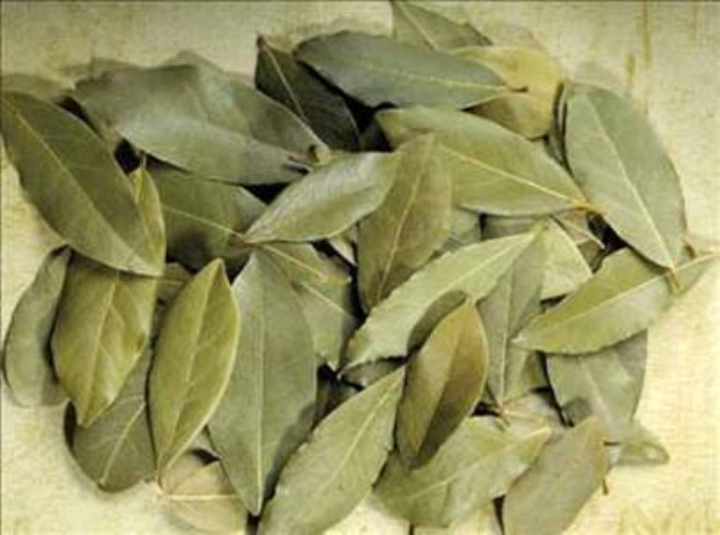 Latince ad Laurus nobilis olan defne lkemizde Akdeniz Defnesi olarak da bilinmektedir. Defnegiller familyasnn Laurus cinsini oluturan bitki trlerinin ortak addr.
