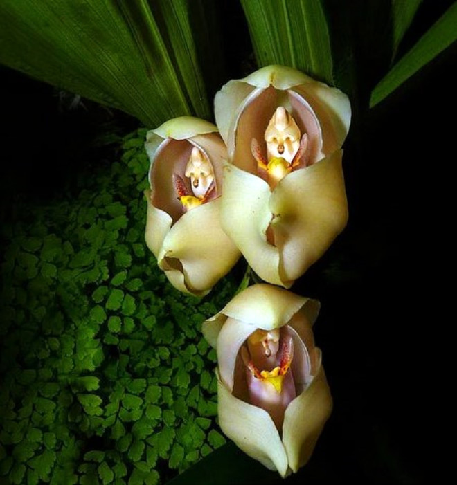 Anguloa uniflora, 2000 Metre de yaayabilen nadir orkide trdr.
