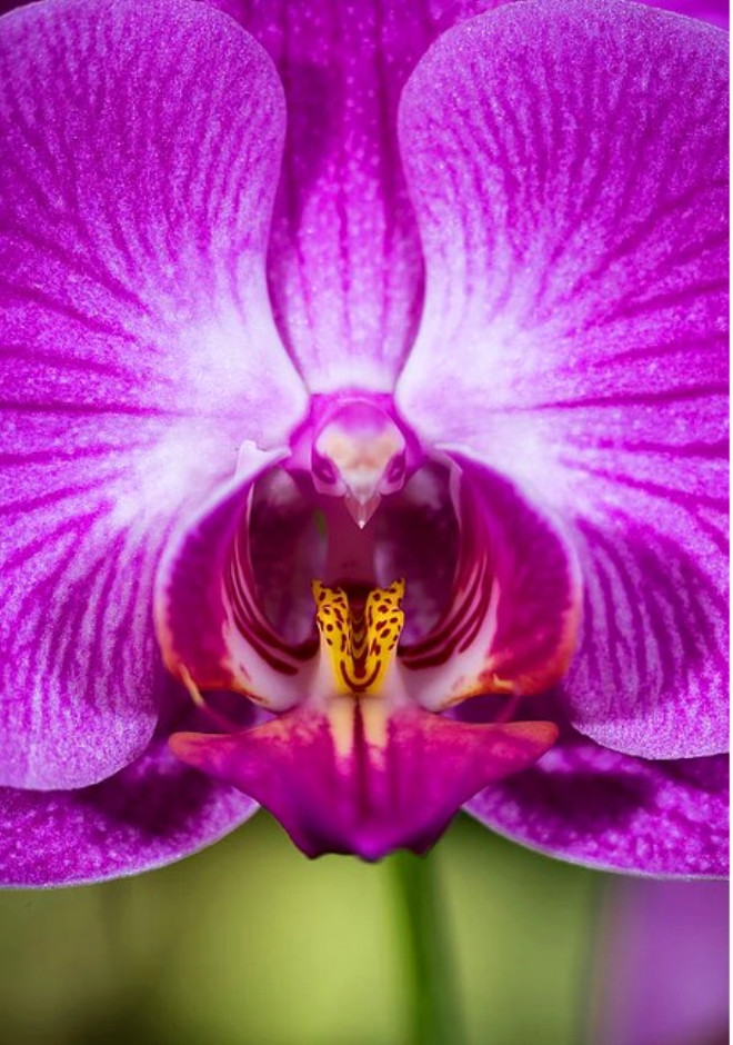 Dier trlere kyasla olduka kk bir orkide snf olan Phalaenopsis