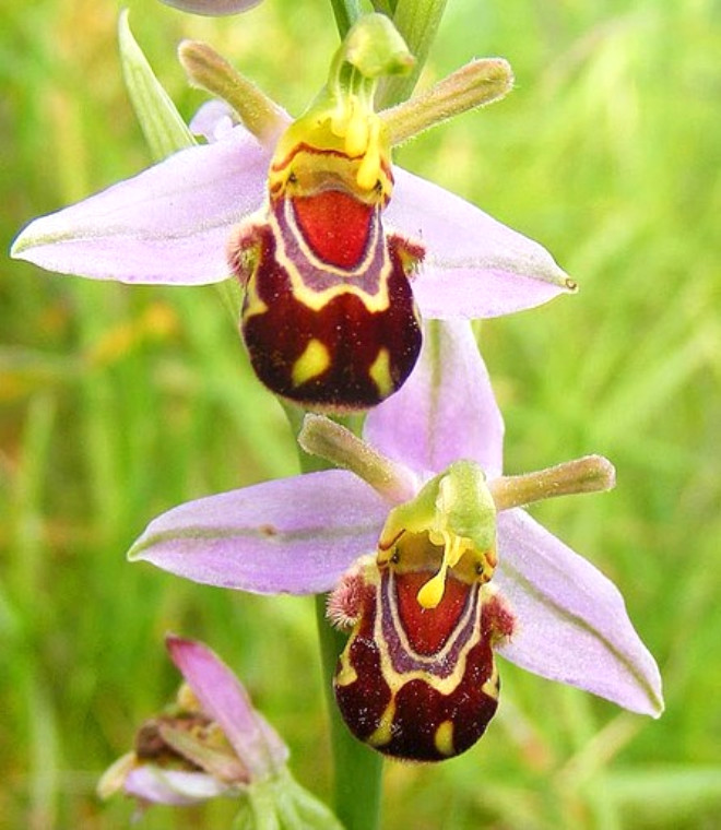 Yabanars Orkidesi! Onlar Trkmenistan gibi uzak dou Avrupa, Kuzey Afrika , Kanarya Adalar ve Orta Dou