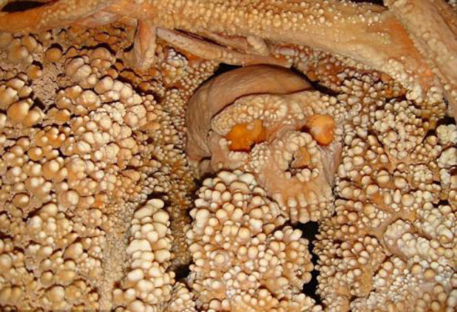 "Altamural Adam" olarak nlenen iskelet 1993 ylnda bir maarada kefedildi. MessageToEagle