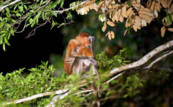 Sadece tropikal yamur ormanlarnn youn olarak bulunduu dnyann en byk 3. adas olan Borneo adasnda bulunan Proboscis maymunlar yiyecek iin 40 metre genilikteki nehri gemek zorunda kald. Maymunlar 20 metre ykseklikteki aatan yavrularyla birlikte riskli bir atlay yapt.
