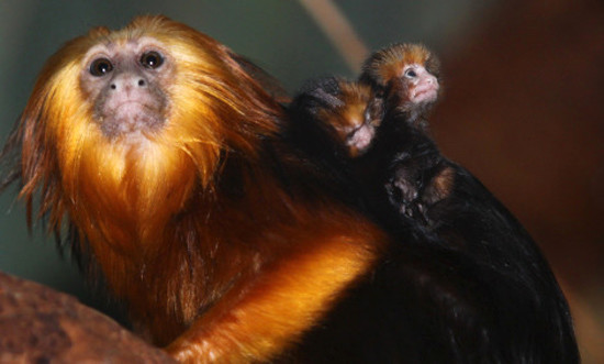 Alt�n Ba�l� Langur /

Hayatta kalanlar�n say�s�: 70