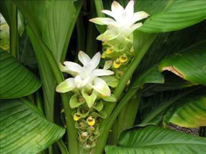 Zerdeal (Curcuma longa), zencefilgiller (Zingiberaceae) familyasndan sar iekli, byk yaprakl, ok yllk otsu bir bitki cinsidir. Hint safran olarak da bilinir ve Anavatan Gney Asya