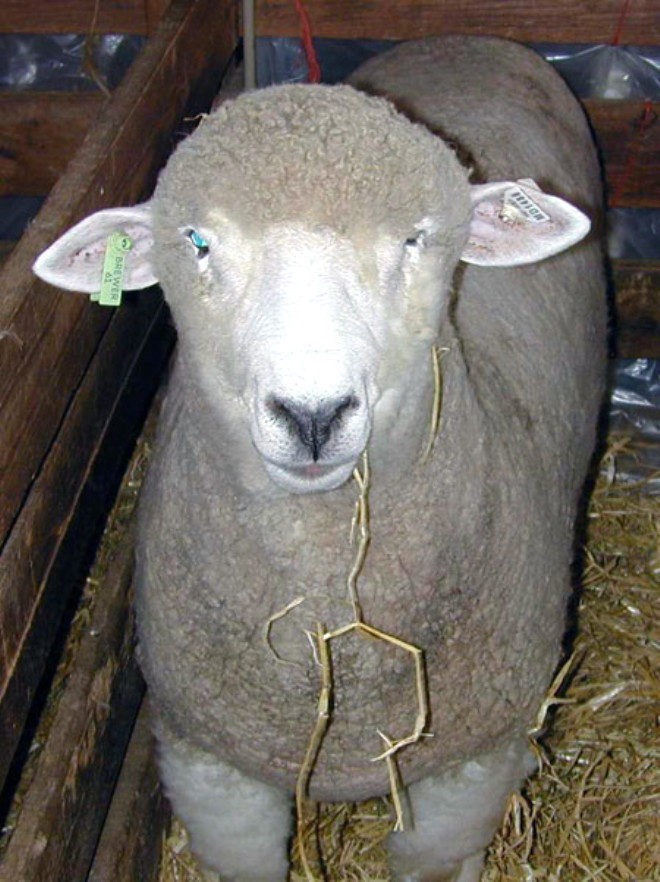 67 yandaki ngiliz Betty Stobbs, 1999 ylnda koyunlarn beslemek amacyla motorsikletinin arkasna bir balya ot balad. Ancak koyunlar ok a olsa gerek, balyaya birden saldrarak, Stobbs