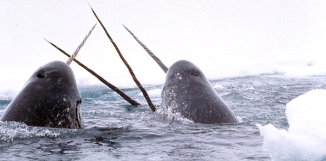 Tek Diin Srr : Deniz gergedan ya da boynuzlu balina olarak da bilinen narval balinasnn en dikkat ekici zellii, erikin erkek bireylerde dar doru mzrak gibi uzayan 2-3 metrelik spiral diler.
