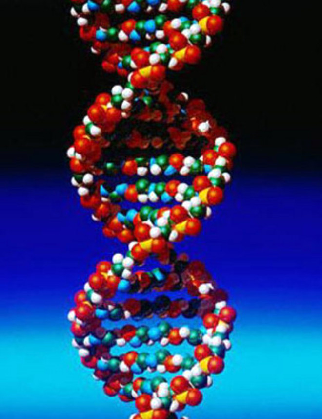 nsann DNA