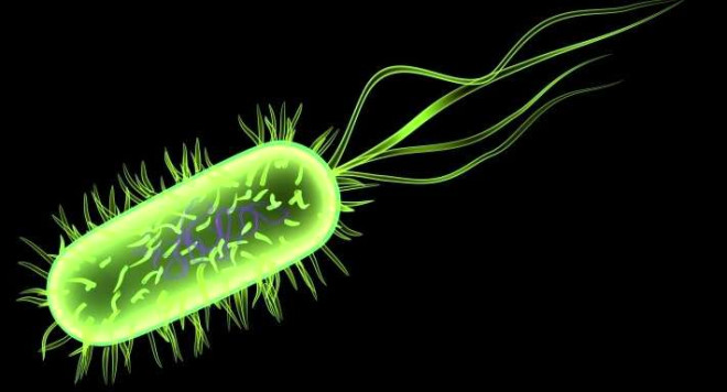 Vcudumuzda bulunan bakterilerin toplam arl 1.8 kilogram civarnda...
