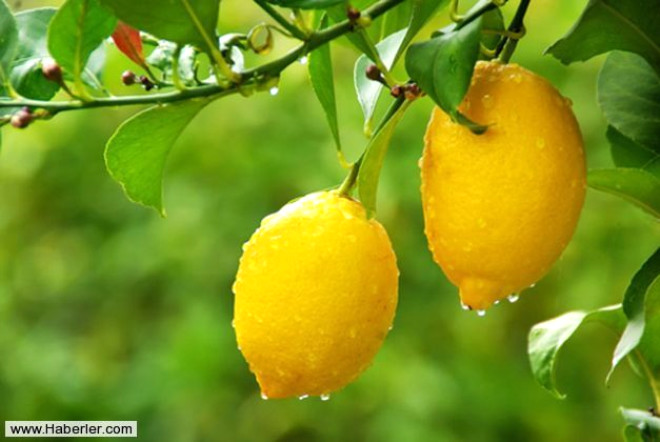 9. Limon, yksek miktarda potasyum ierdiinden limonlu su sinir sistemine de destek olur. Depresyon ve anksiyete gibi potasyum eksikliine bal olarak ortaya kan sorunlardan vcudu korur.
