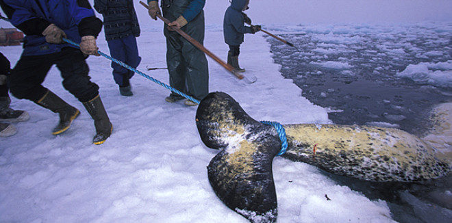 Narval balinalarnn yaam alan Kuzey Buz Denizi