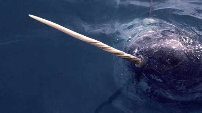 Nadir de olsa dii bireylerde de grlen bu diler, narval balinalarnn st enelerinin sol tarafndan spiral yaparak uzar.
