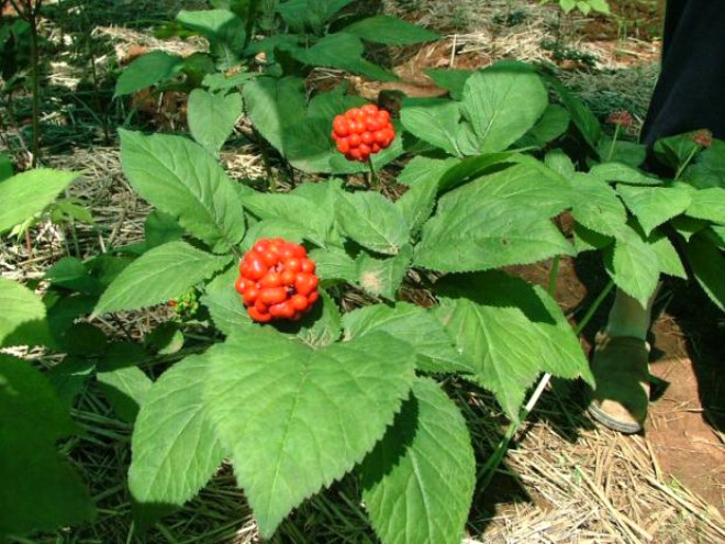 
Ginseng


in