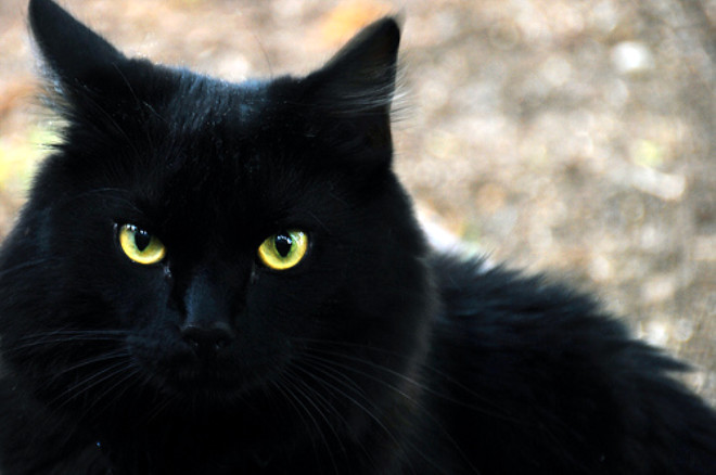 SYAH KED /




Siyah kediler, uzun yllardr Bat lkelerinde kt ans simgesi olarak grlr. ou kltrde nnzden siyah bir kedi getiinde kt ans geleceine inanlr. Hatta banza korkun bir ey geleceini ya da leceinizi dnenler bile olabilir. Fakat Japonya, Birleik Krallk ve rlanda gibi baz kltrlerde, siyah kedilerin iyi ans getirdiine inanlr. 




