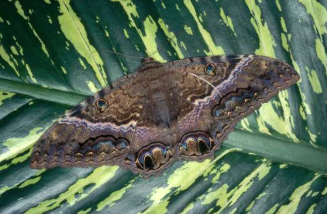 KARA CADI /




Kara Cad gvesi (Ascalapha odorata) lm ve talihsizlik getirdii sylenen bir baka canldr. Karayipler ve Orta ve Gney Amerika